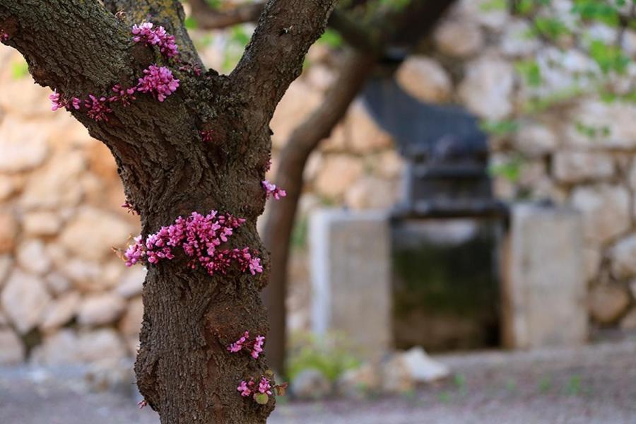 Cortijo El Chorreadero En Parque Natural Sierra De Cazorla Лос-Росалес Экстерьер фото